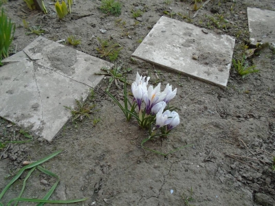 В город пришла весна